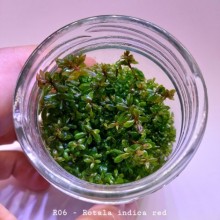 Rotala indica red IN ViTRO CUP Canlı bitki 200 CC DEV KAVANOZ