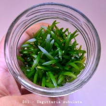 Sagittaria subulata IN ViTRO CUP Canlı bitki 200 CC DEV KAVANOZ