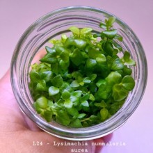 Lysimachia nummularia 'aurea IN ViTRO CUP Canlı bitki 200CC DEV KAVANOZ