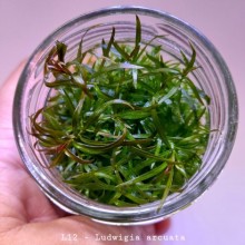 Ludwigia arcuata IN ViTRO CUP Canlı bitki 200 CC Canlı Bitki