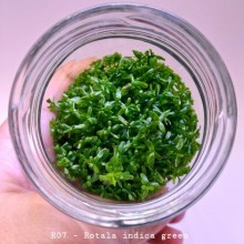 Rotala indica green IN ViTRO CUP Canlı bitki 200 CC DEV KAVANOZ