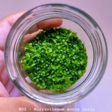 Micranthemum micranthemoides IN ViTRO CUP Canlı bitki 200 CC DEV KAVANOZ