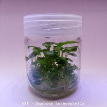 Anubias heterophylla mini IN ViTRO CUP Canlı bitki 200 CC DEV KAVANOZ