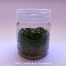 Ludwigia peruensis IN Vitro 200 CC DEV KAVANOZ