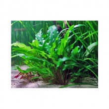 Cryptocoryne wendtii green IN ViTRO CUP Canlı bitki 200 CC DEV KAVANOZ