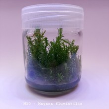 Mayaca fluviatilis IN ViTRO CUP Canlı bitki 200 CC Canlı Bitki