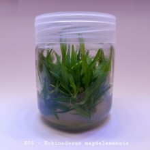Echinodorus magdalenensis IN ViTRO CUP Canlı bitki 200 CC DEV KAVANOZ