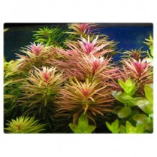 Limnophila Aromatica In Vitro /ORTA VE ARKA PLAN BİTKİSİ
