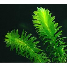 Elodea Species 1 Bağ Canlı Bitki-KAMPANYA