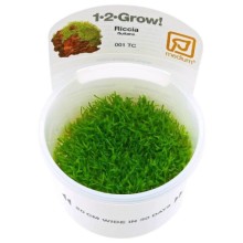 Tropica Riccia fluitans Moss