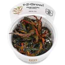 Tropica Hygrophila pinnatifida 1-2 Grow