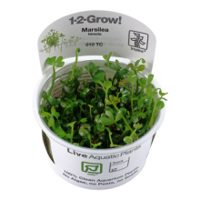 Tropica Marsilea hirsuta 1-2 Grow Zemin Bitkisi En Kolay