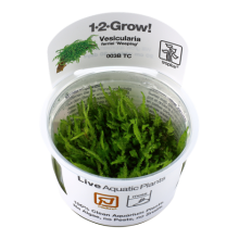 Tropica Vesicularia ferriei 'Weeping' Moss