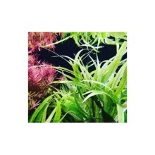 Hygrophila salicifolia narrow leaf IN Vitro 120cc Canlı Bitki