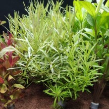 Pogostemon octopus IN VİTRO 200 CC DEV KAVANOZ