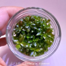 Ludwigia diamond IN ViTRO CUP Canlı bitki 200 CC DEV KAVANOZ