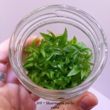 Staurogyne porto velho IN ViTRO CUP Canlı bitki 200 CC / Zemin Bitkisi