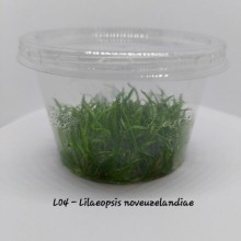 Lilaeopsis novaezelandiae IN ViTRO CUP Canlı bitki 100cc / ZEMİN BİTKİSİ
