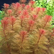 Myriophyllum tuberculatum VİTRO / ORTA VE ARKA PLAN BİTKİSİ /M15