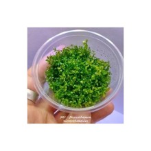 Micranthemum micranthemoides VİTRO / ZEMİN-ORTA -ARKA PLAN BİTKİSİ