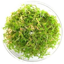 Rotala Manipurensis Vitro 120CC /ORTA VE ARKA PLAN BİTKİSİ