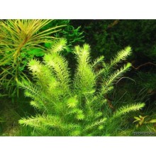 Mayaca fluviatilis IN Vitro 120 CC /ORTA VE ARKA PLAN BİTKİSİ