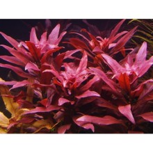 Ludwigia peruensis IN Vitro 100 CC /L20c ORTA VE ARKA PLAN BİTKİSİ