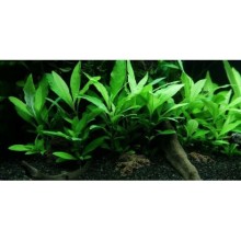 Hygrophila siamensis IN ViTRO CUP Canlı bitki 100cc / ORTA VE ARKA PLAN BİTKİSİ