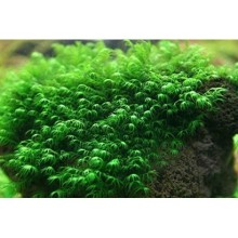 Fissidens fontanus Moss / 30cc Kap İçerisinde 5 gr