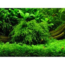 Vesicularia sp. Anchor Moss / Weeping Tropica Moss / 30cc Kap İçerisinde 5 gr