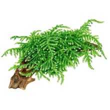 Vesicularia ferriei / Weeping Moss / Weeping Tropica Moss / 30cc Kap İçerisinde 5 gr