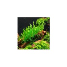 Taxiphyllum sp. Flame Moss / 30cc Kap İçerisinde