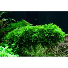 Vesicularia montagnei / Christmas Moss / 30cc Kap İçerisinde 5 gr