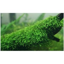 Taxiphyllum barbieri / Java Moss / 30cc Kap İçerisinde 5 gr