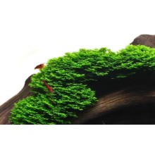 Riccardia chamedryfolia / Mini Pellia Moss / 30cc Kap İçerisinde 5 gr