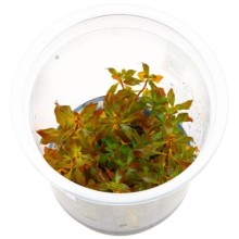 Ludwigia rubin / super red IN ViTRO CUP Canlı bitki