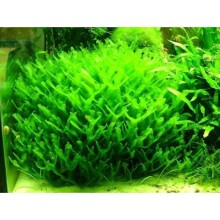 Monoselenium tenerum / Pellia Moss 30CC