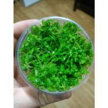 Pogestemon Helferi Vitro 100cc /ÖN VE ARKA PLAN