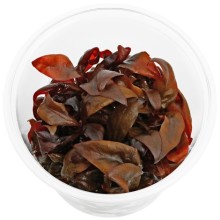 Alternanthera Rosaefolia Vitro 100CC / A06 Orta ve Arka Plan Bitkisi