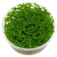Bacopa Australis in Vitro 100cc /b01 Canlı Bitki Orta ve Arka Plan