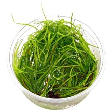 Juncus repens IN vitro 120CC Canlı Bitki