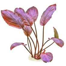 Lagenandra meeboldii Red in Vitro 100cc Ön ve Orta Plan bitkisi