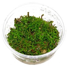 Rotala rotundifolia