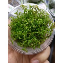 Rotala indica Reddish 120cc VİTRO / Orta ve Arka Plan