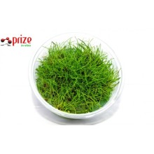 Eleocharis Parvula - İn Vitro / Zemin Bitkisi