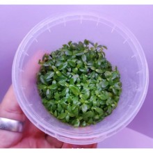 Ludwigia repens (Gül) Vitro Kolay Orta ve Arka Plan bitkisi