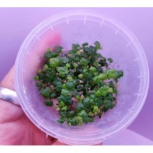 Hydrocotyle Tripartita /Sp.Japan Vitro 100cc / H08