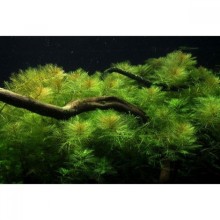 Myriophyllum aquatica Vitro 120 CC /ORTA VE ARKA PLAN BİTKİSİ