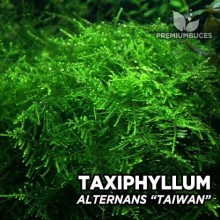 Taxiphyllum alternans - Taiwan Moss 50CC KAP