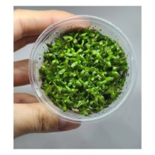 Rotala Fujian Vitro 120cc / Orta ve Arka Plan Bitkisi